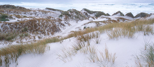 Dunes at Mason Bay, Stewart Island