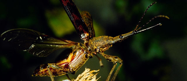 Giraffe weevil