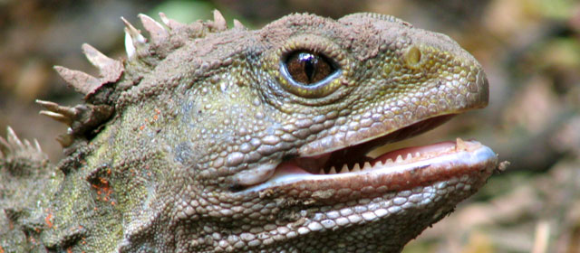 Tuatara