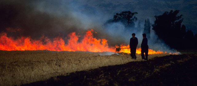 Burning wheat stubble