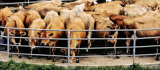Cows in a yard before milking