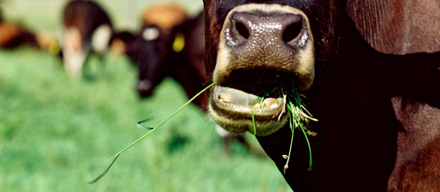 Grazing dairy cattle
