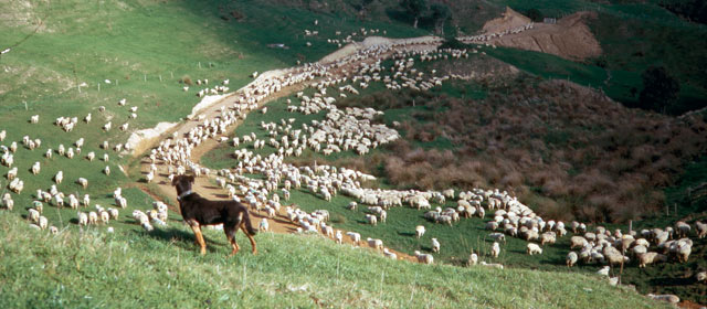 Romney sheep being mustered on hill country