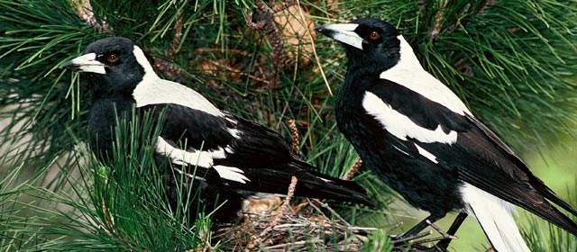 Nesting white-backed magpies