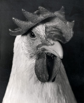 A White Leghorn