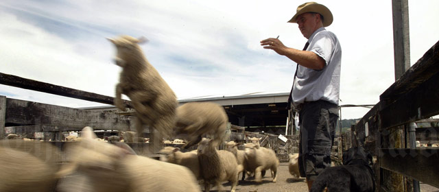 Agent counting sheep