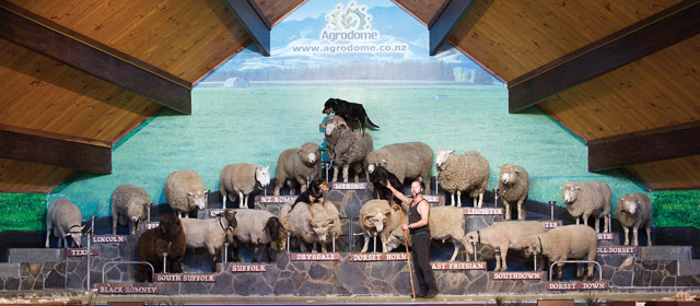Farm show at the Agrodome