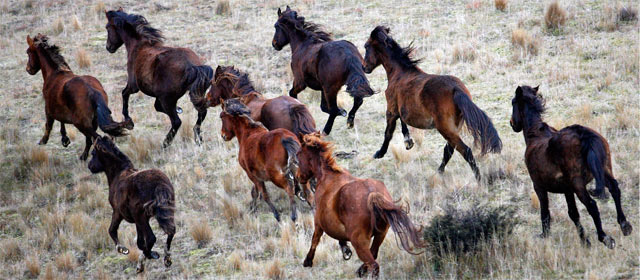 Kaimanawa wild horses