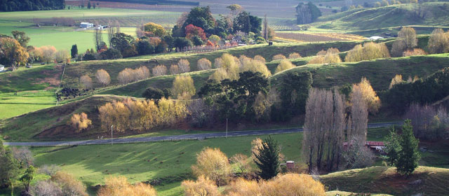 Trees and farmland near Gisborne