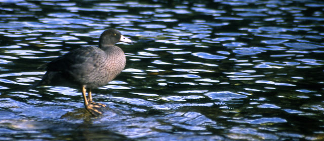 A blue duck