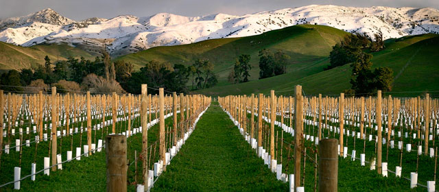 Vineyards in the Fairhall valley