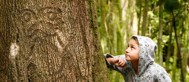 Moriori tree carvings