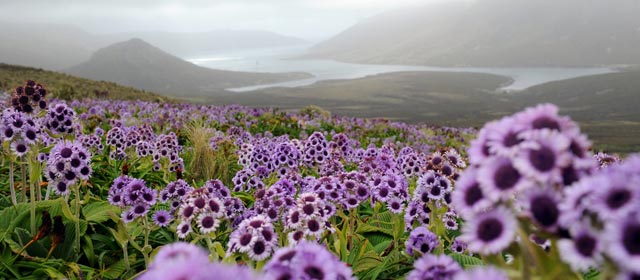Pleurophyllum speciosum, the Campbell Island daisy