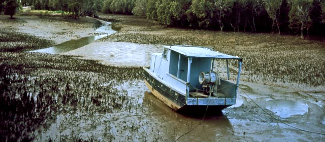 Mangrove forest, Hokianga Harbour