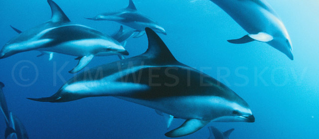 A pod of dusky dolphins