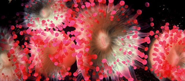 Jewel anemone