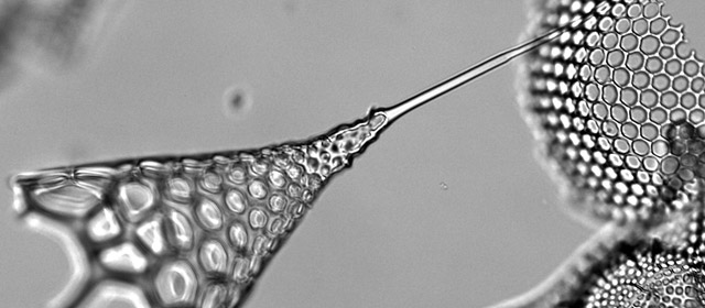Fossilised radiolaria
