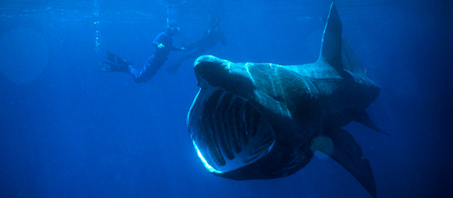 A basking shark