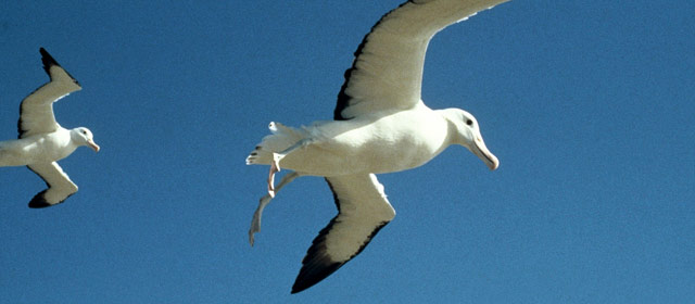 Royal albatrosses in flight