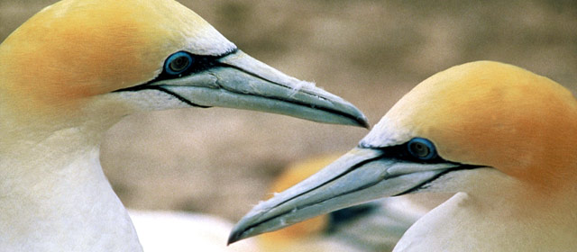 A pair of adult gannets