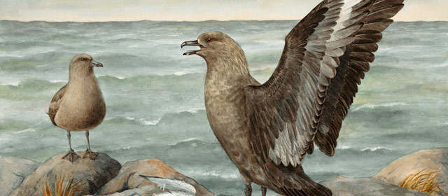 Subantarctic skua defending its prey