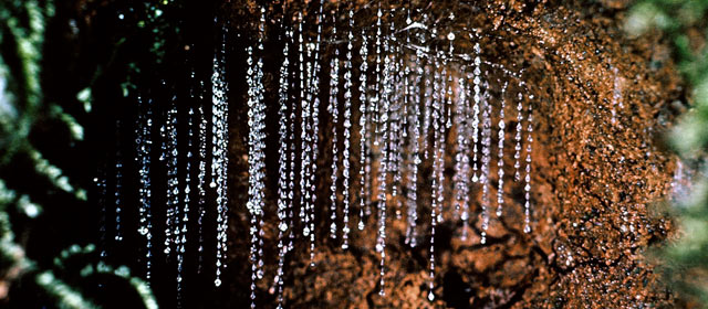 Glow-worms' snares of sticky threads