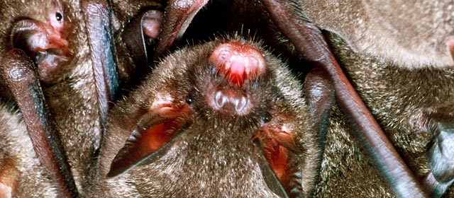 Short-tailed bat