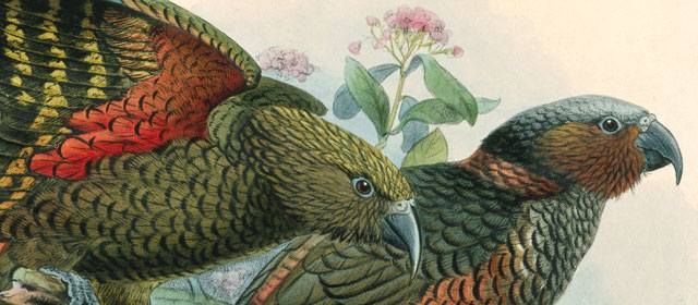 Kea and kākā