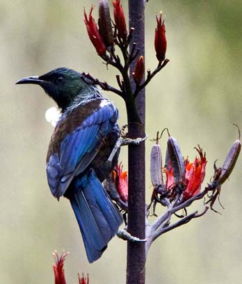 A tūī feeds on flax flowers