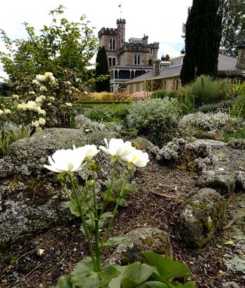 Mt Cook Lily, Larnach Castle, near Dunedin