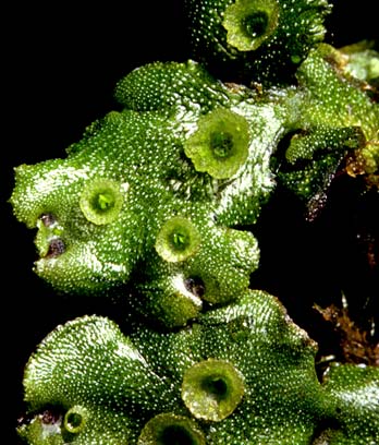 Splash cups on a liverwort