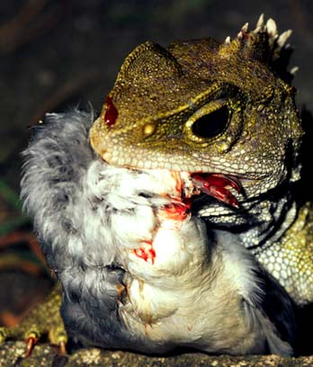 Tuatara eating a chick