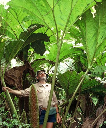 Chilean rhubarb