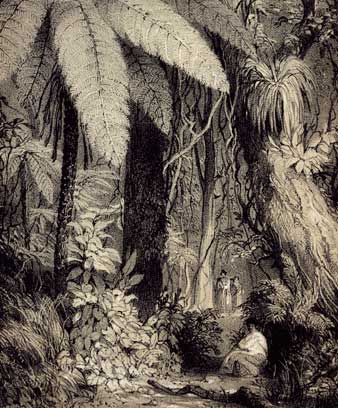 Forest scene near Waipā