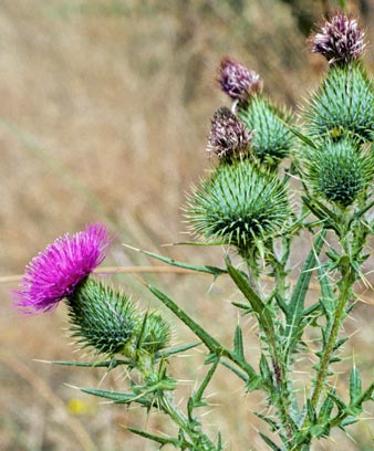 Scotch thistle