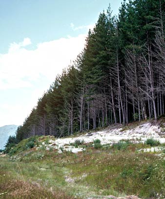 Kāingaroa State Forest