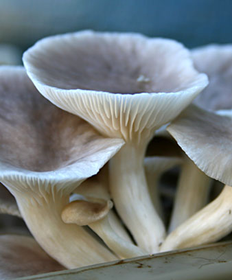 Oyster mushrooms
