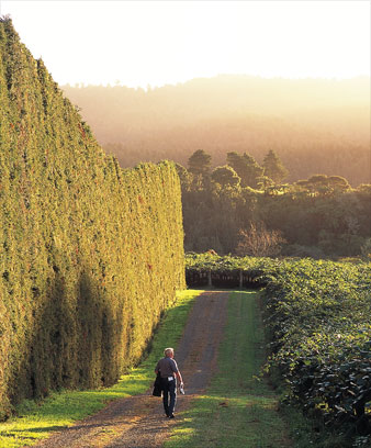 Kiwifruit orchard, Te Puke