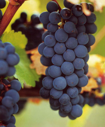 Cabernet sauvignon grapes