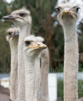 Ostriches