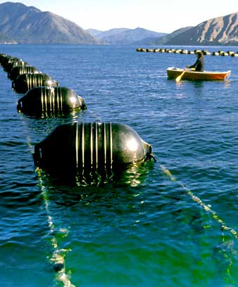Mussels growing on longlines, Marlborough Sounds