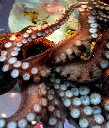 Octopus suckers