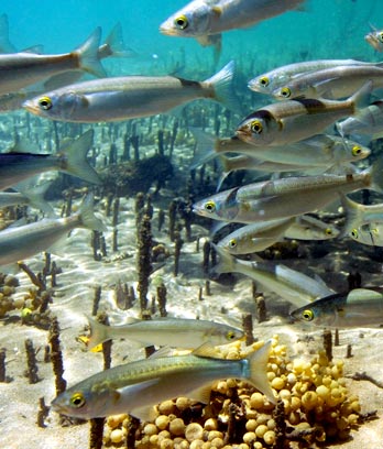 A school of yellow-eyed mullet