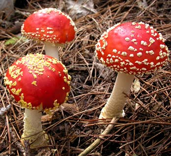 Fly agaric