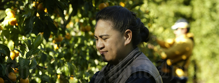 Woman picking fruit