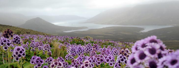Purple flowers with harbour and hills in background