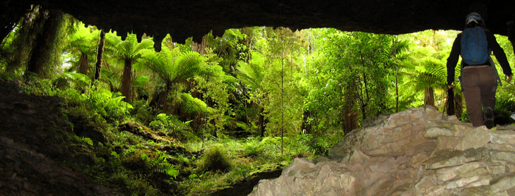 Looking out at bush from inside a cave