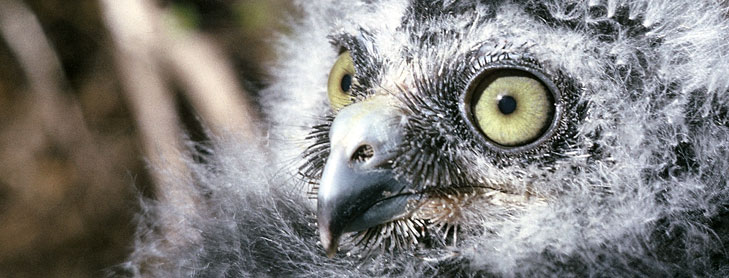 Cute fluffy bird chick with large green eyes
