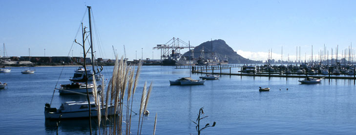 Busy harbour with Mount Maunganui in the background