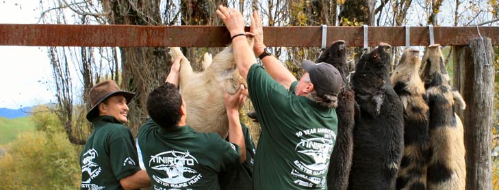 Three men hanging dead wild pigs from pole